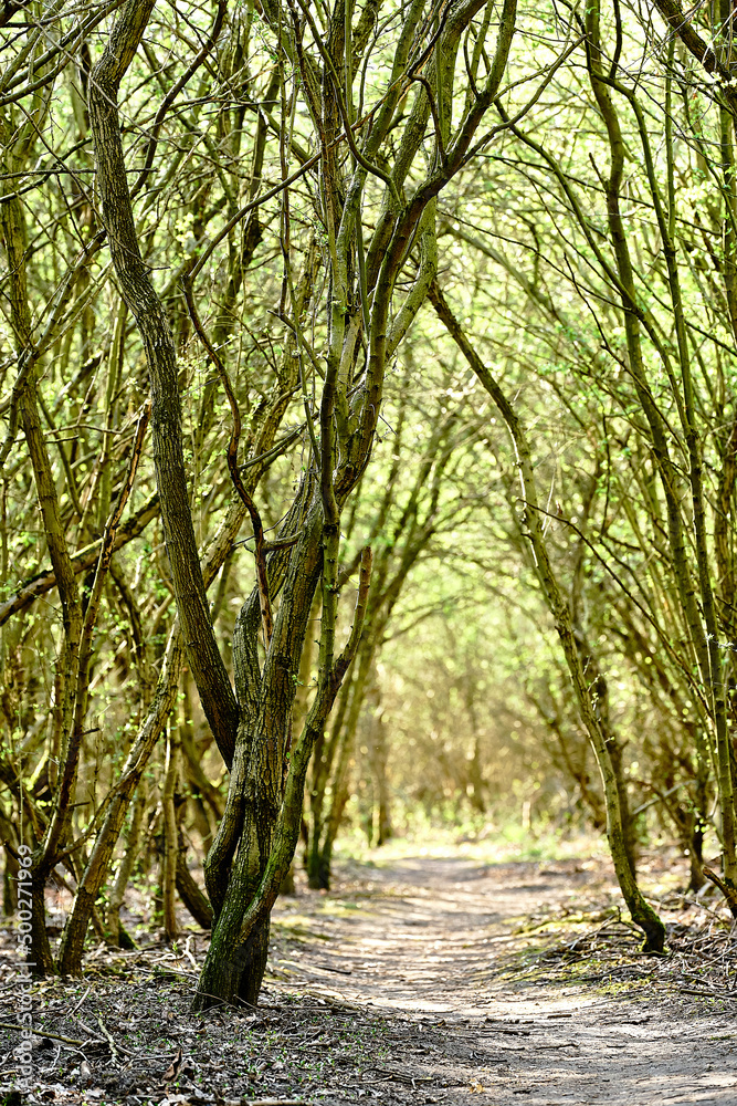 Fototapeta premium Sunny Path in the Forrest