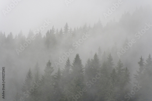 Pine forest in the fog