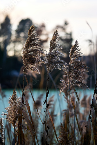 Common Reed growing beside lake