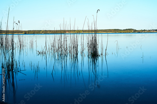 Fern in blue lake Plau