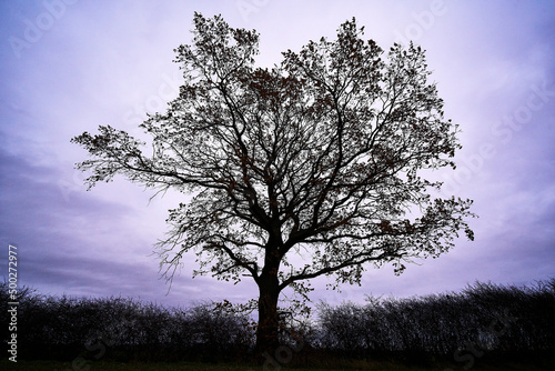 Black Tree on a Field