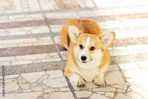 A red-haired corgi dog on a walk photo