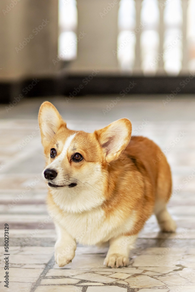 A red-haired corgi dog on a walk A red-haired corgi dog on a walk