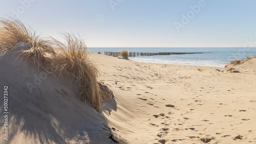 sand dunes with yellow grass in foreground and Dutch North Sea with blue sky in background photo