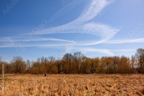 Fototapeta Naklejka Na Ścianę i Meble -  Drzewo