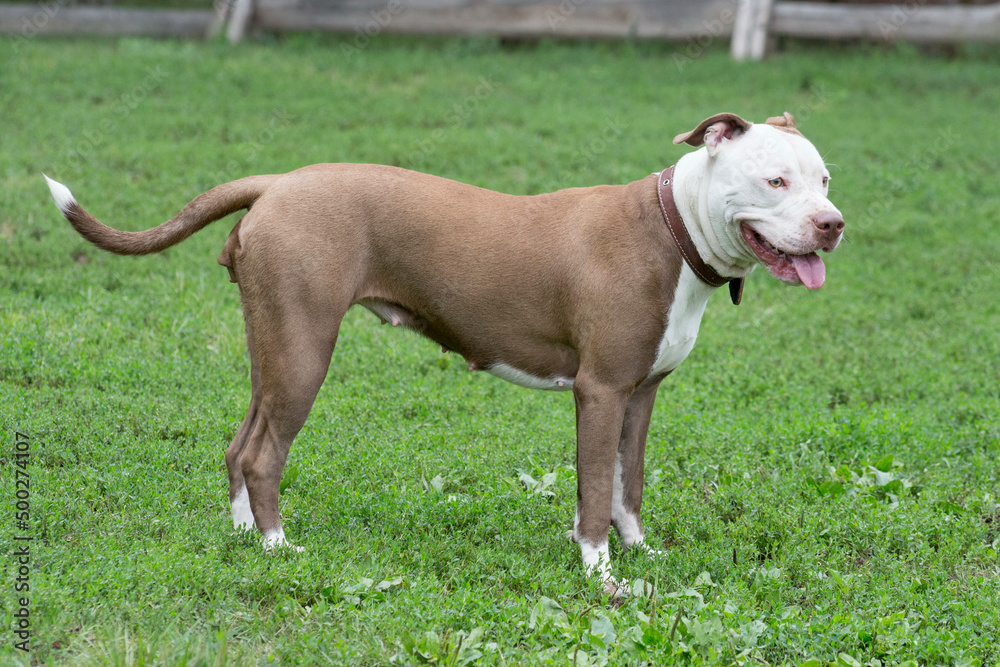 Cute american pit bull terrier puppy is standing on a green grass in the summer park. Pet animals. Cute american pit bull terrier puppy is standing on a green grass in the summer park. Pet animals.
