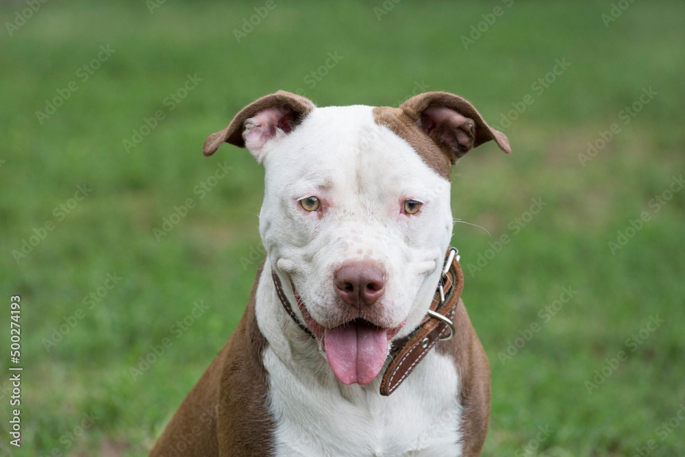 Portrait of cute american pit bull terrier puppy. Close up. Pet animals.