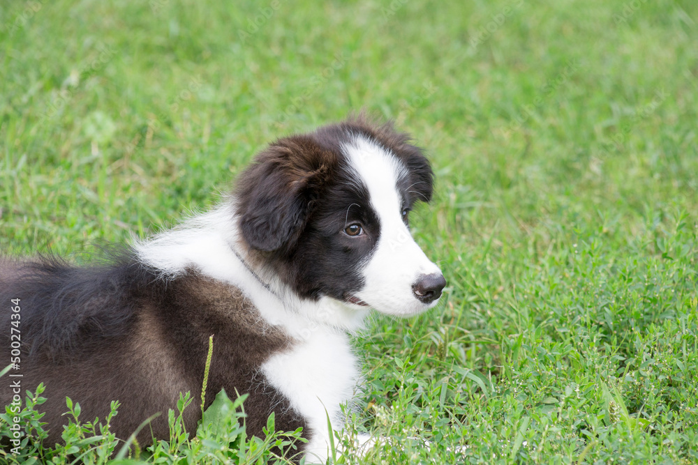 Cute border collie puppy is lying on a green grass in the summer park. Pet animals.