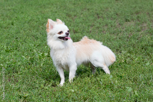 Long-haired chihuahua puppy is standing on a green grass in the summer park. Pet animals. Purebred dog.