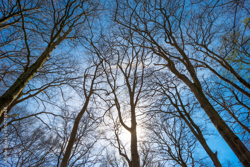 Trees in a forest under a blue sky in bright sunlight in springtime, Baarn, Lage Vuursche, Utrecht, The Netherlands, April 18, 2022 Trees in a forest under a blue sky in bright sunlight in springtime, Baarn, Lage Vuursche, Utrecht, The Netherlands, April 18, 2022
