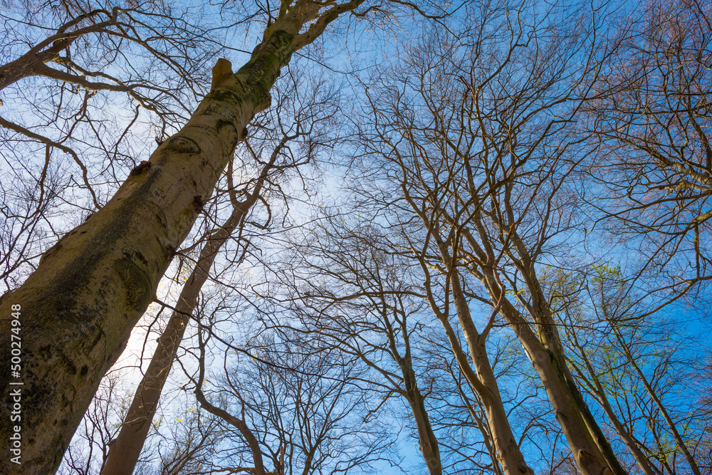 Trees in a forest under a blue sky in bright sunlight in springtime, Baarn, Lage Vuursche, Utrecht, The Netherlands, April 18, 2022 Trees in a forest under a blue sky in bright sunlight in springtime, Baarn, Lage Vuursche, Utrecht, The Netherlands, April 18, 2022