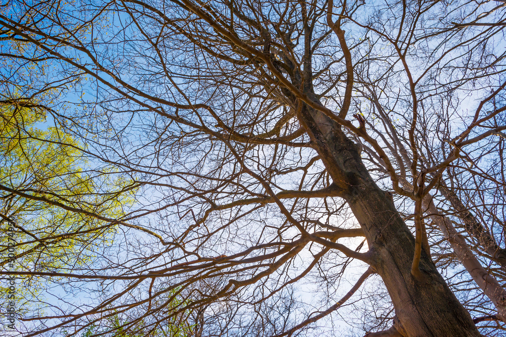 Trees in a forest under a blue sky in bright sunlight in springtime, Baarn, Lage Vuursche, Utrecht, The Netherlands, April 18, 2022 Trees in a forest under a blue sky in bright sunlight in springtime, Baarn, Lage Vuursche, Utrecht, The Netherlands, April 18, 2022