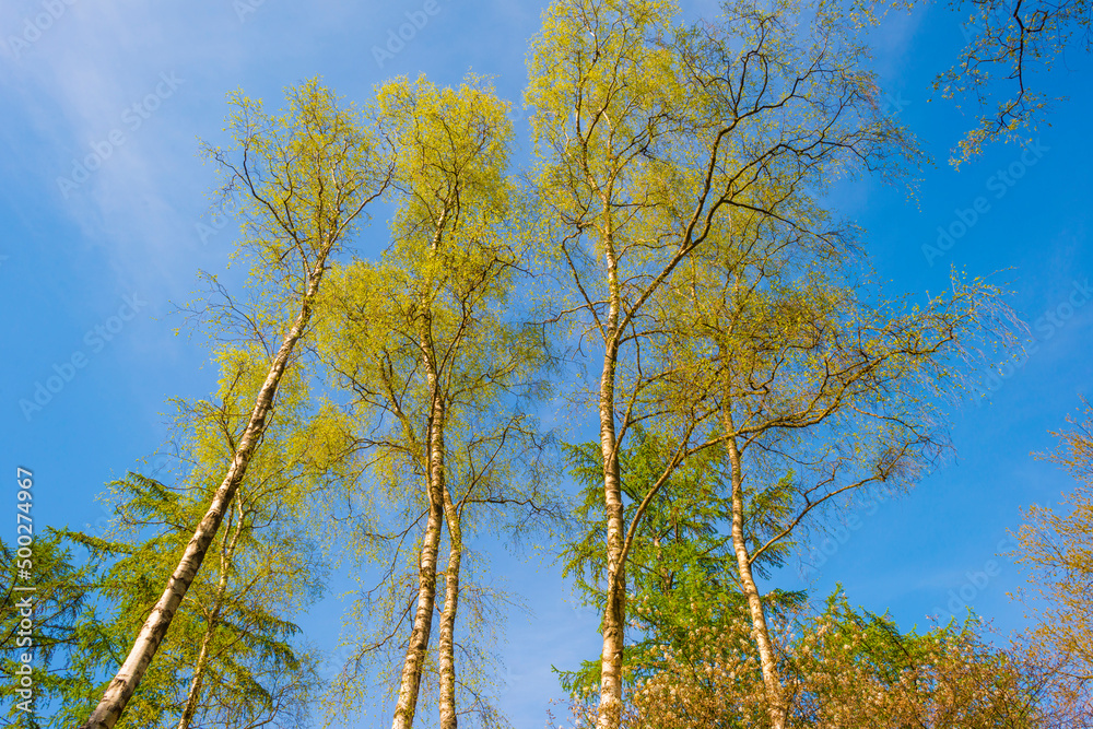 Fototapeta premium Trees in a forest under a blue sky in bright sunlight in springtime, Baarn, Lage Vuursche, Utrecht, The Netherlands, April 18, 2022