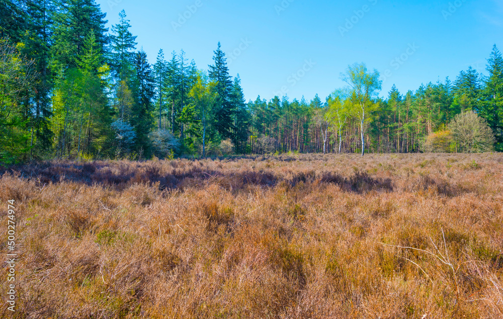 Heather and trees in glade in a forest in bright sunlight in springtime, Baarn, Lage Vuursche, Utrecht, The Netherlands, April 18, 2022 Heather and trees in glade in a forest in bright sunlight in springtime, Baarn, Lage Vuursche, Utrecht, The Netherlands, April 18, 2022