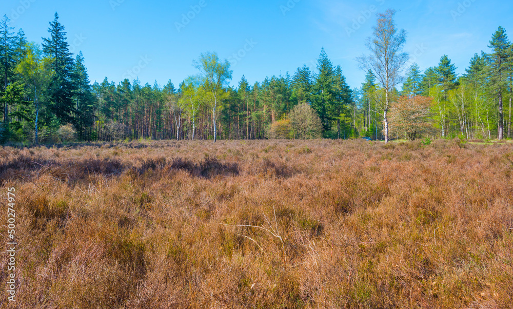 Heather and trees in glade in a forest in bright sunlight in springtime, Baarn, Lage Vuursche, Utrecht, The Netherlands, April 18, 2022