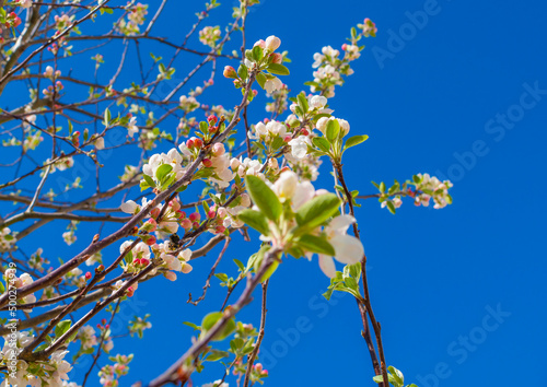 Blossoming tree in a garden in bright sunlight below a blue sky in springtime, Almere, Flevoland, The Netherlands, April 17, 2022