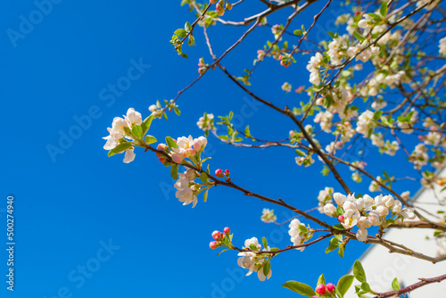 Blossoming tree in a garden in bright sunlight below a blue sky in springtime, Almere, Flevoland, The Netherlands, April 17, 2022