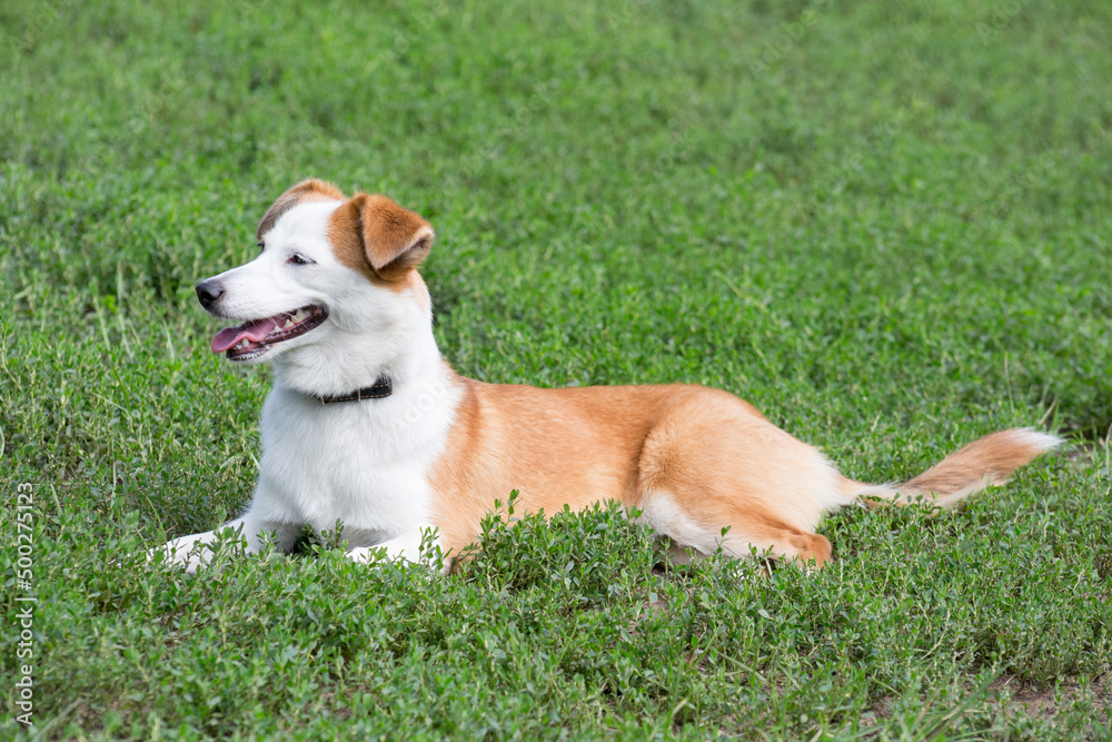 Cute multibred dog puppy is lying on a green grass in the summer park.