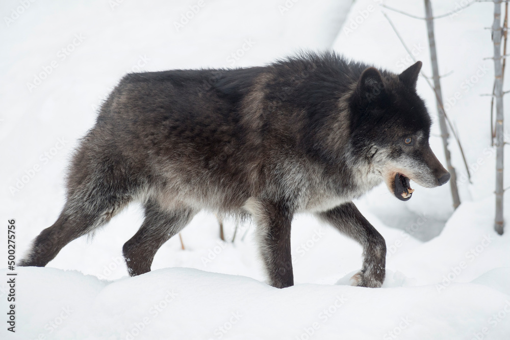Fototapeta premium Wild black canadian wolf is walking on a white snow. Canis lupus pambasileus.