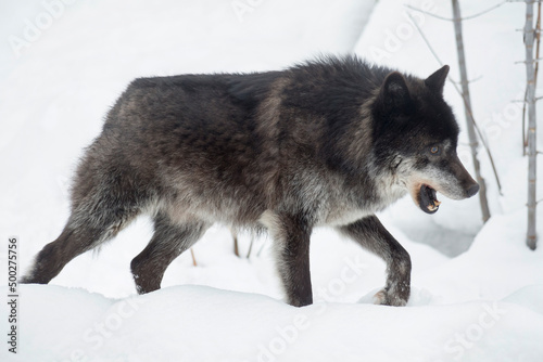 Wild black canadian wolf is walking on a white snow. Canis lupus pambasileus. © tikhomirovsergey