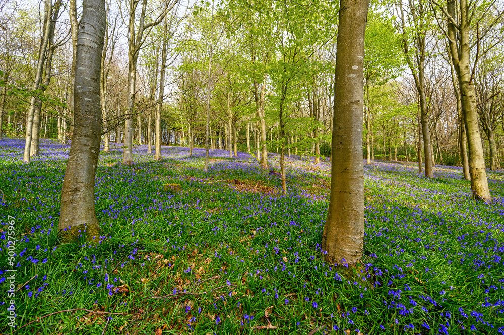 Forest with bluebells on the northern slopes of Leith Hill near Holmbury St Mary. Part of the Surrey Hills Area of Outstanding Natural Beauty in the south of the UK. Forest with bluebells on the northern slopes of Leith Hill near Holmbury St Mary. Part of the Surrey Hills Area of Outstanding Natural Beauty in the south of the UK.