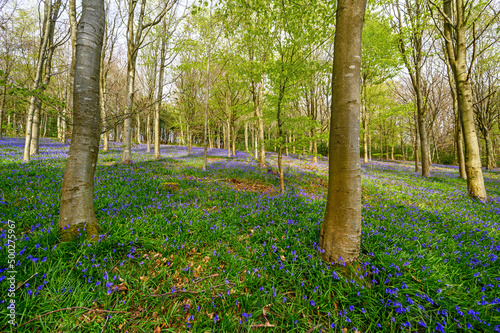 Cuadro en lienzo Forest with bluebells on the northern slopes of Leith Hill near Holmbury St Mary