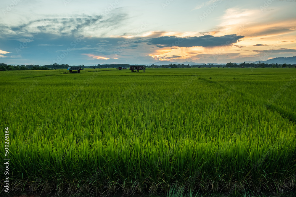 Obraz premium The rice was growing at sunset and there was a beautiful blue sky.