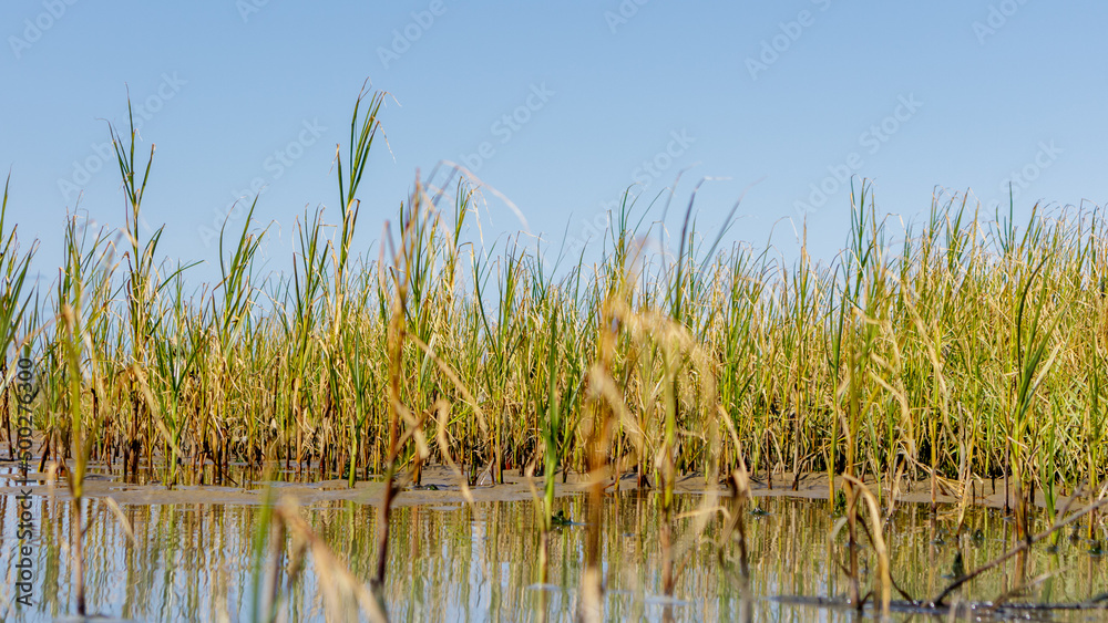 Obraz premium Reeds growing on mudflat in Cuxhaven, Germany.