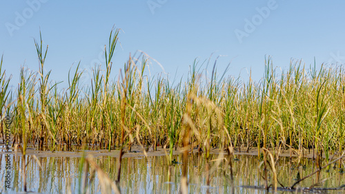 Reeds growing on mudflat in Cuxhaven  Germany.