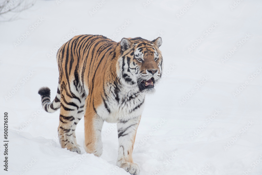 Obraz premium Careful amur tiger is standing on a white snow and looking away. Siberian tiger. Panthera tigris tigris. Animals in wildlife.