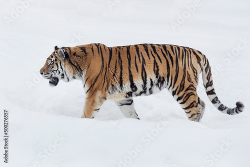 Wild siberian tiger is walking on a white snow and looking away. Amur tiger. Panthera tigris tigris. Animals in wildlife.