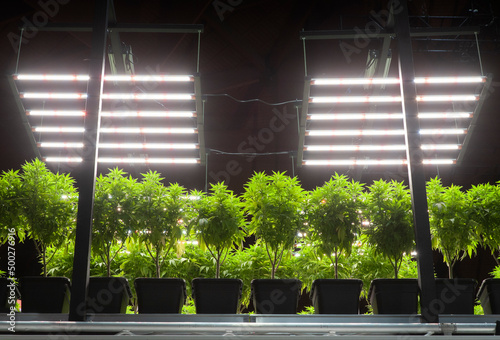 Cannabis potted plants indoor cultivation, is a special technique to grow plants by artificial lighting. Led illumination.