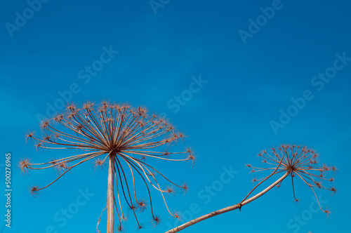 Fototapeta Naklejka Na Ścianę i Meble -  Hogweed wild dangerous plant. Heracleum Mantegazzianum botany wallpaper. Summer blue sky.