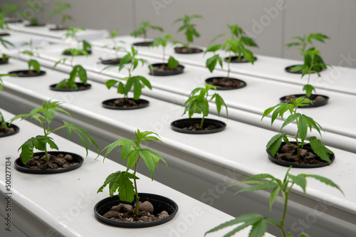 Cannabis hydroponic cultivation, is a special technique to grow plants out of the ground. Artificial lighting.