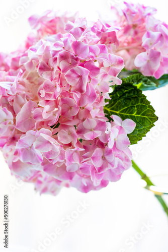 pink hydrangea flower in a glass vase close-up