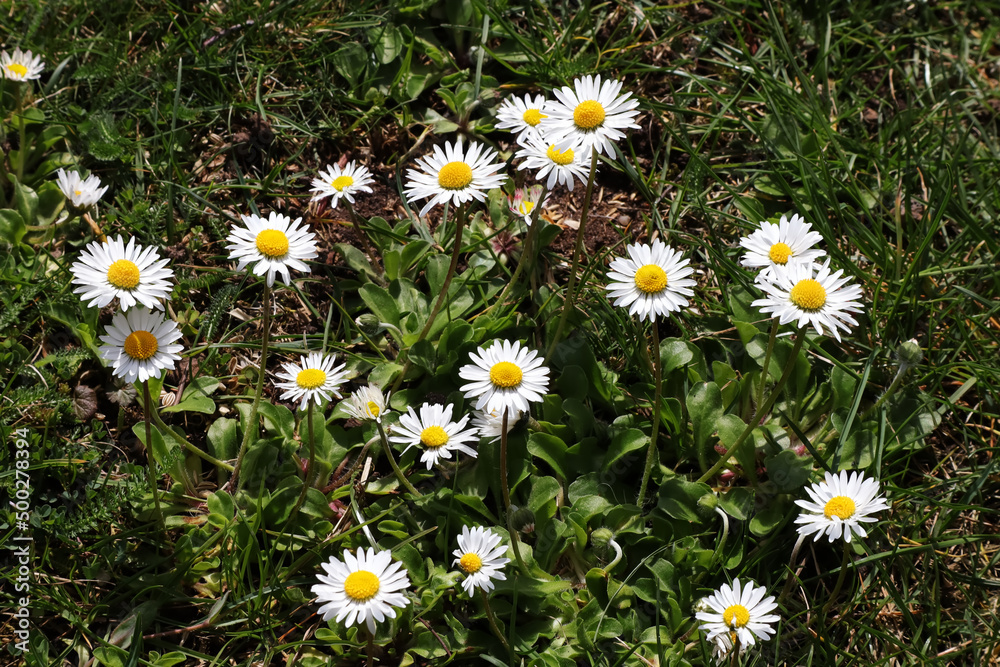 Gänseblümchen, Wiese, Blumen, Kräuter, Blüten, Blumen Gänseblümchen, Wiese, Blumen, Kräuter, Blüten, Blumen