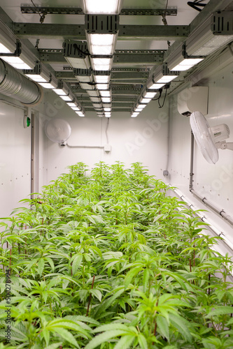 Cannabis hydroponic cultivation, is a special technique to grow plants out of the ground. Artificial lighting... photo