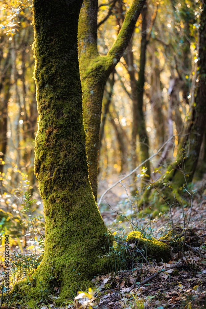 Naklejka premium Hiking in the Spring Coastal Forest Hills of Sicily in Italy, Europe