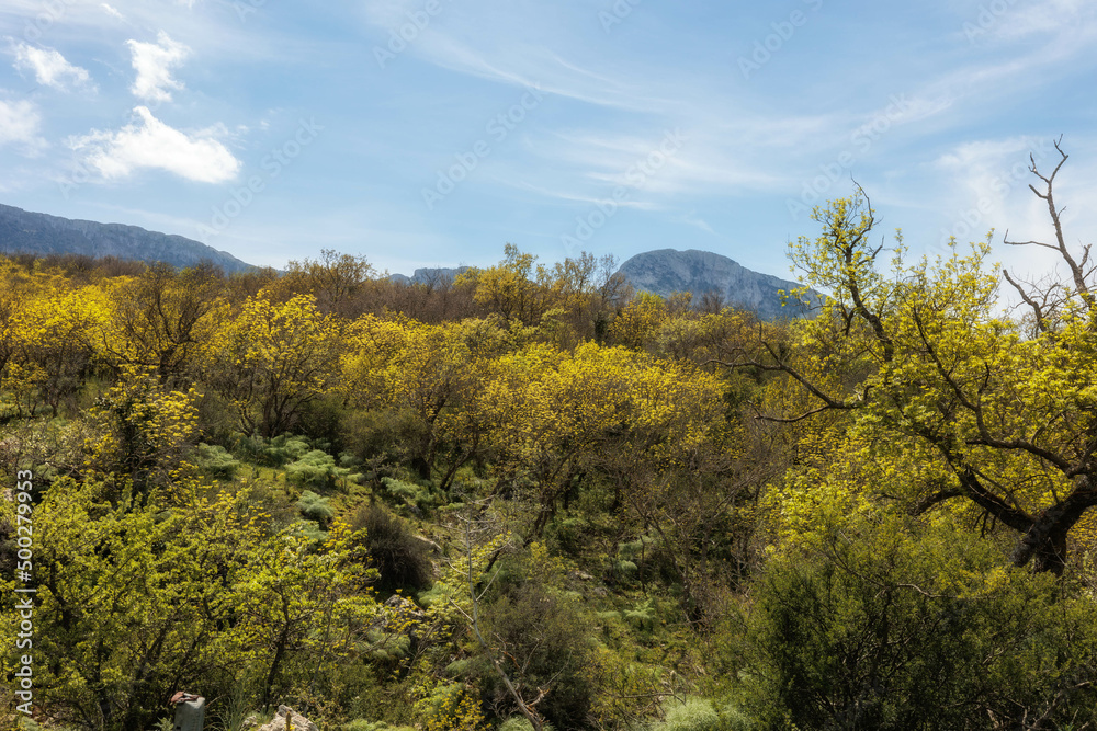 Hiking in the Spring Coastal Forest Hills of Sicily in Italy, Europe