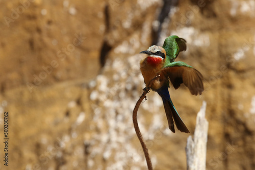 White-fronted Bee-eater in flight, south Africa photo