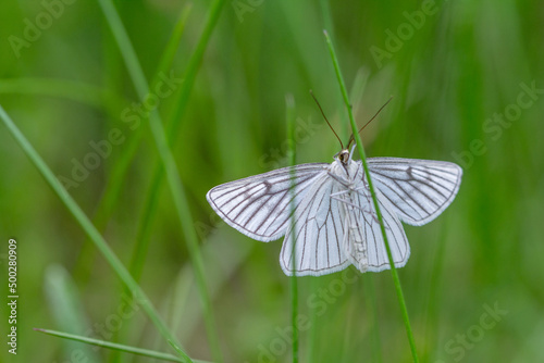 Motyl dyblik lniaczek na łące