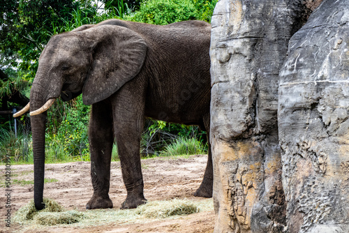 Elephant behind rocks