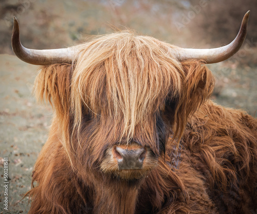 Close up of a Highland cow with horns with a slightly blurred background in Dutch nature reserve Mookerheide © Mies