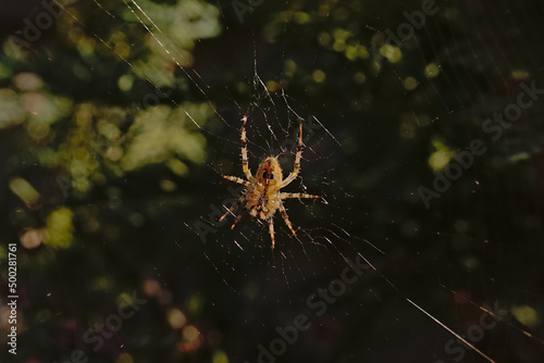 European garden spider, sitting in it`s web