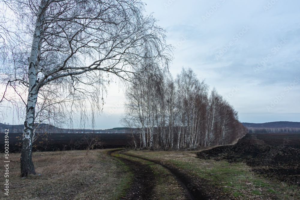 Birch trees in a field at sunset in spring. Birch trees in a field at sunset in spring.