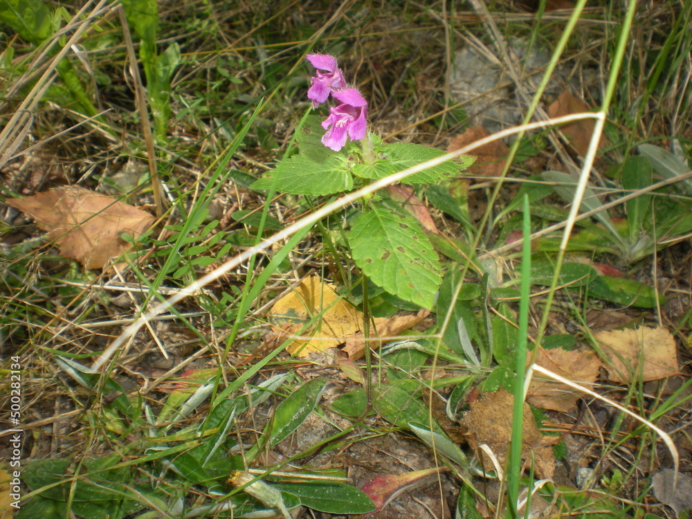 Fototapeta premium różowy kwiat spotkany w lesie 