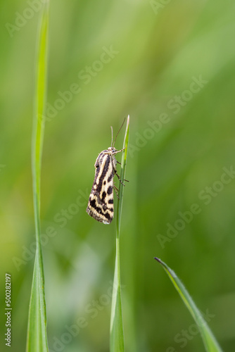 Motyl polnica szachowniczka na łące photo