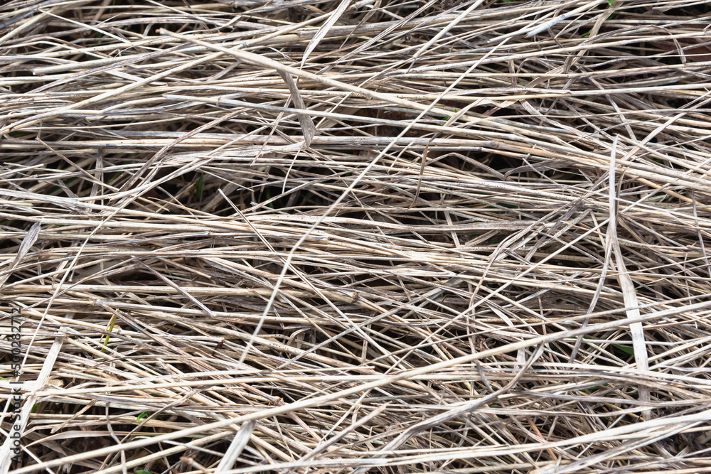 Straw, dry hay, grass, background (copy space).
