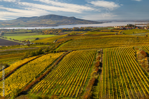 Vineyards under Palava  Southern Moravia  Czech Republic