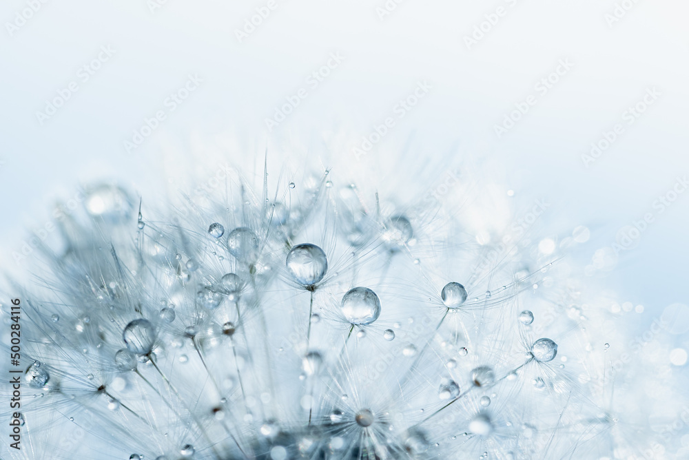 Macro nature. Beautiful dew drops on dandelion seed macro. Beautiful soft background. Water drops on parachutes dandelion. Copy space. soft focus on water droplets. circular shape, abstract background - obrazy, fototapety, plakaty 